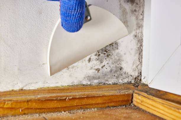 Best Mold Prevention Services  in Enon, VA
